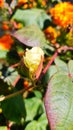 Growing up cotton flowers